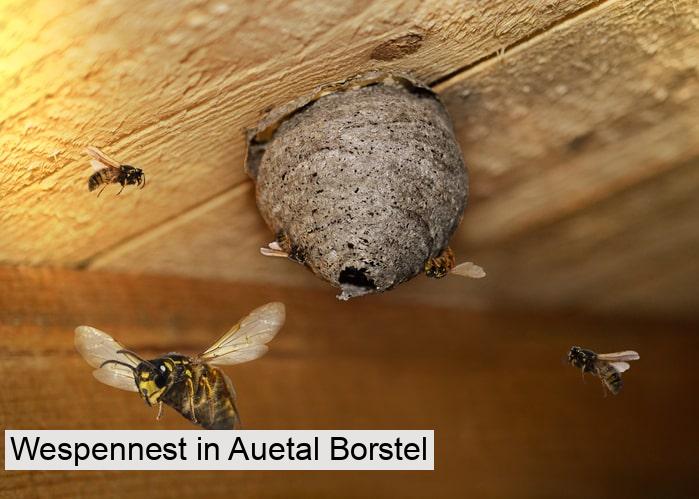 Wespennest in Auetal Borstel